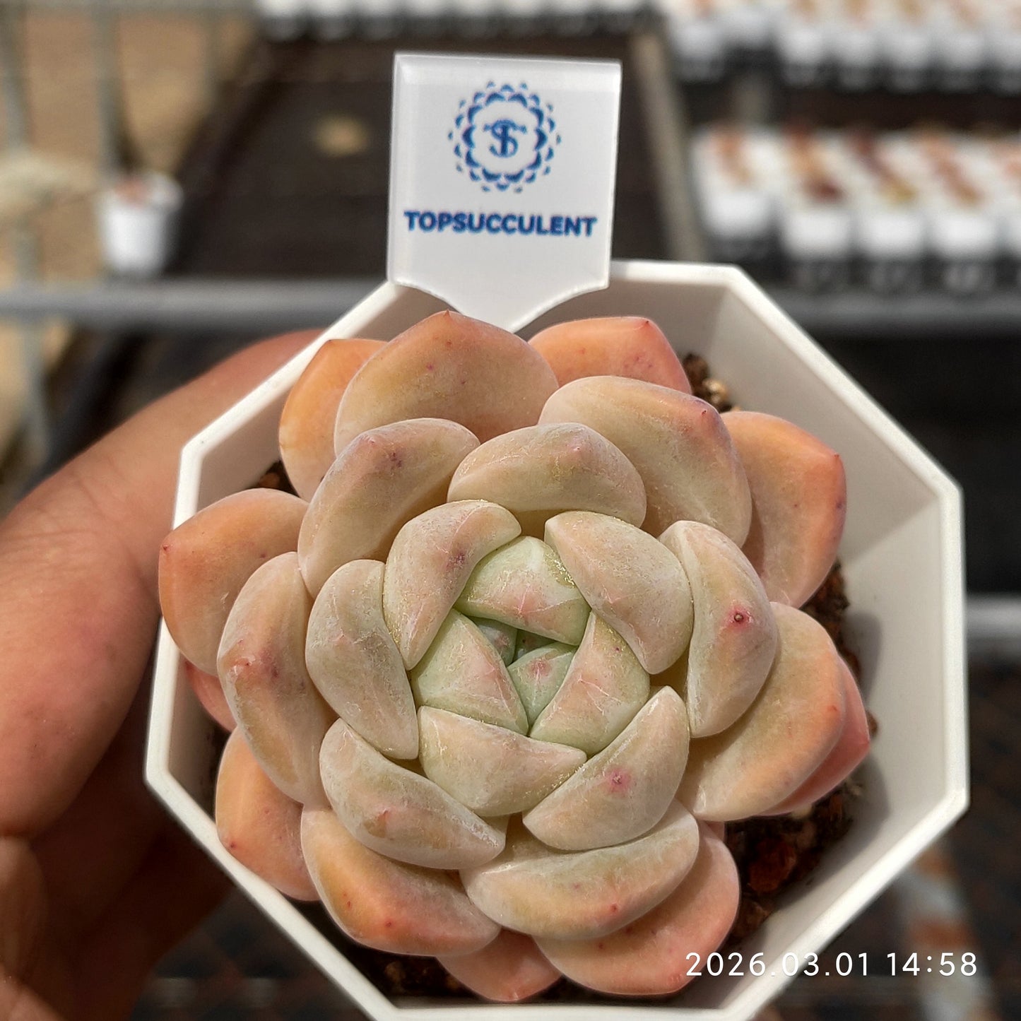14238 Echeveria Ice Dream (7cm pot size)