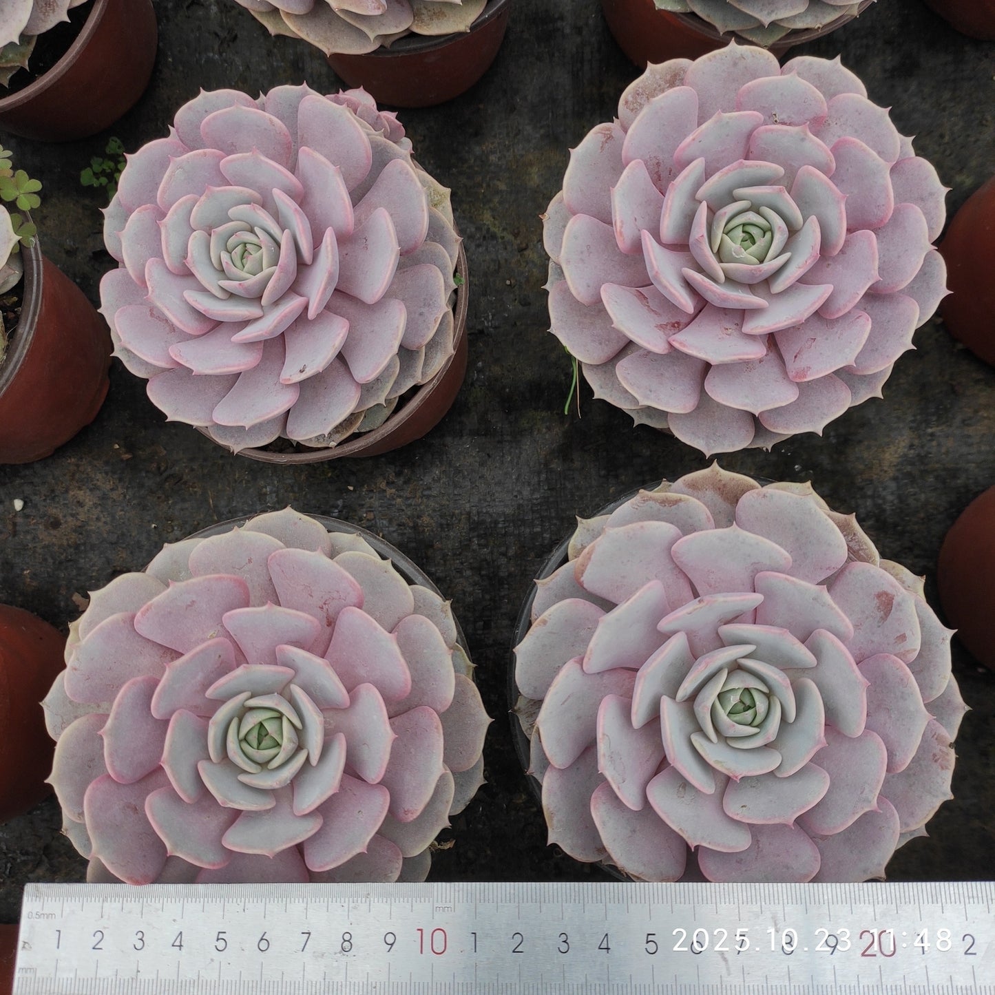 18834 Echeveria Pink Butterfly (11cm pot size)