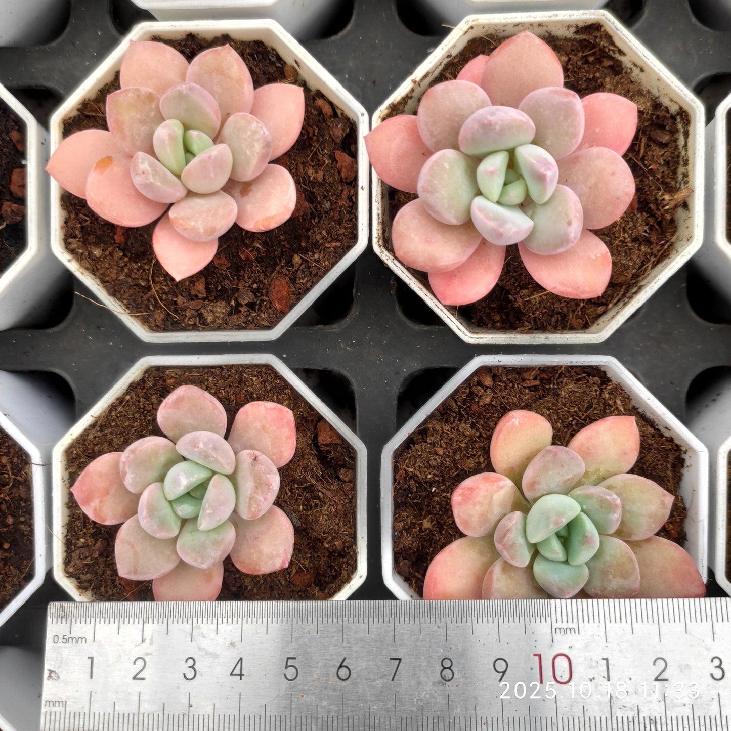 YBB335 Echeveria Egret(7cm pot size)