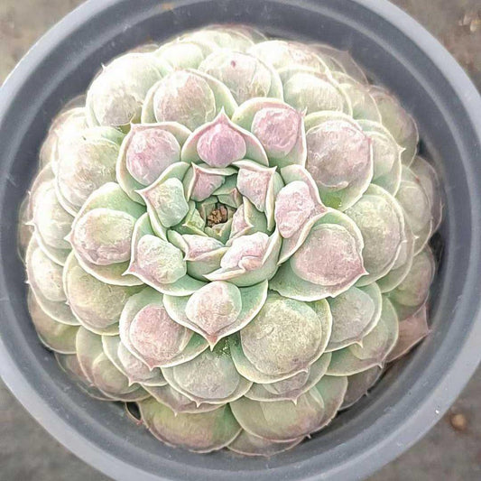 25791 Echeveria Gilo Drops (11cm pot size)