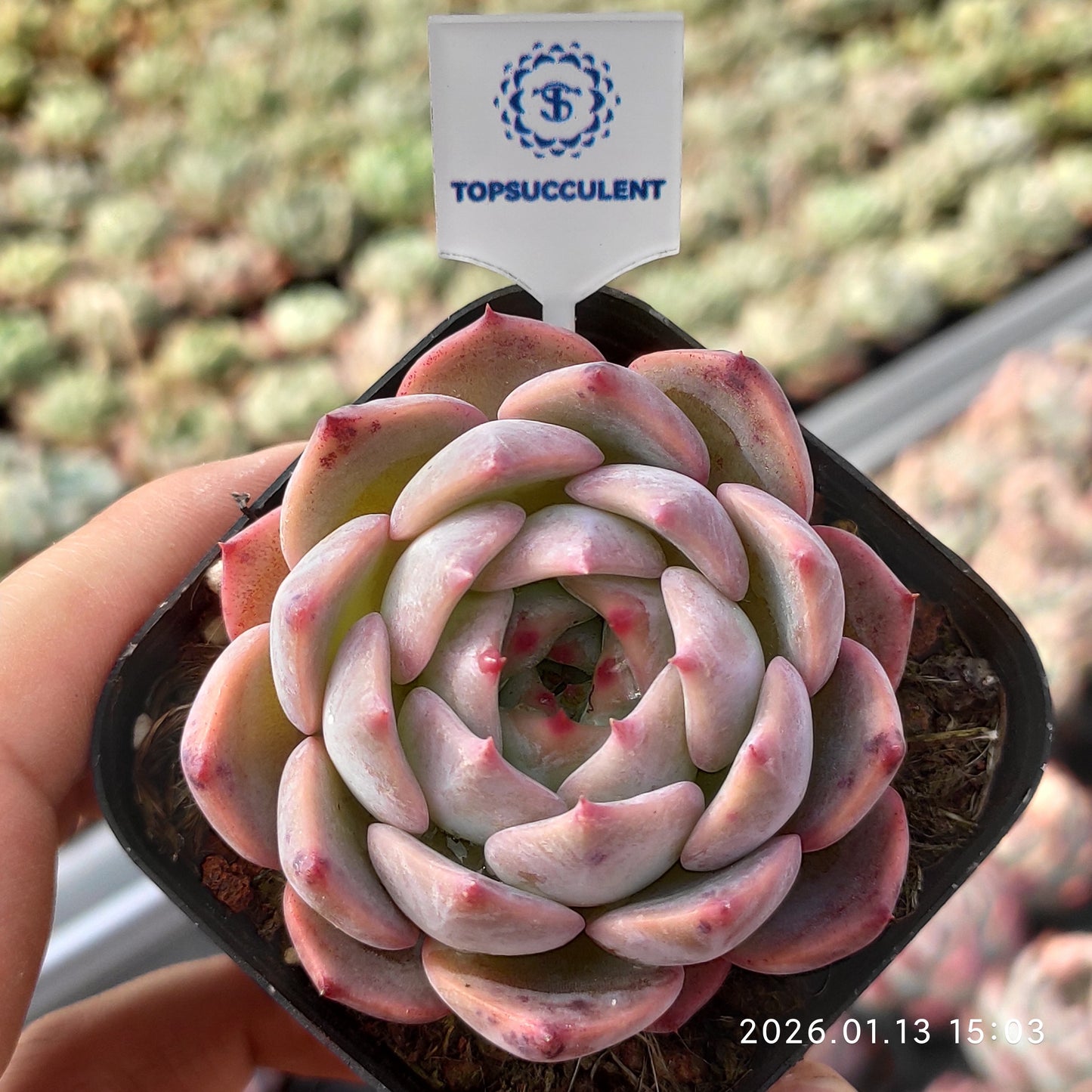 18356 Echeveria Colorata Hyb (6.5cm pot size)