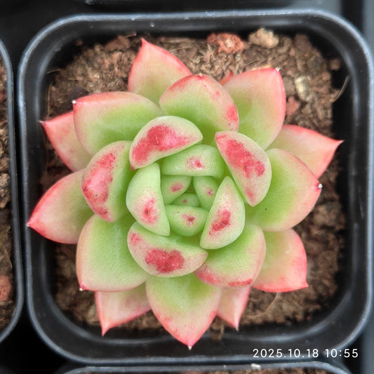 16155 Echeveria Red King (7cm pot size)