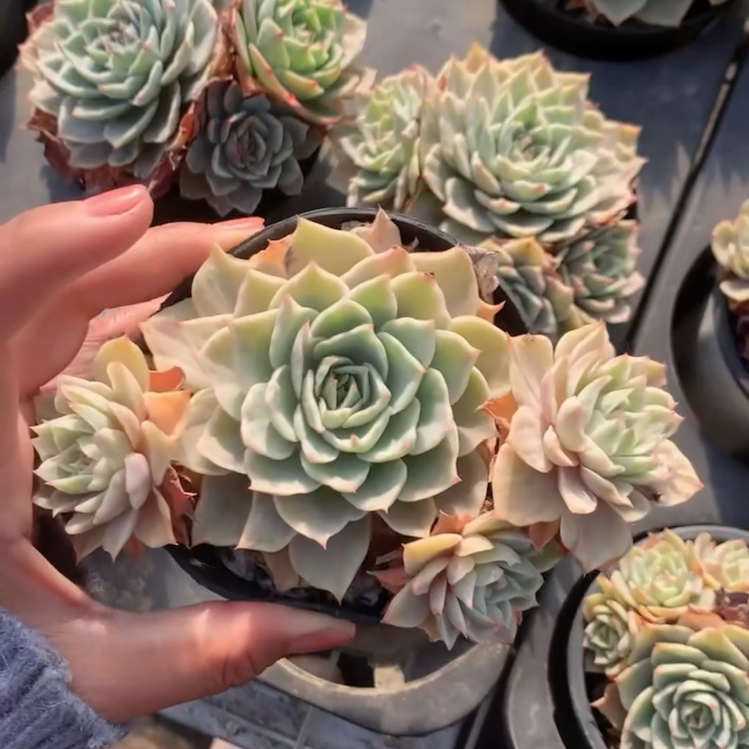 23644 Echeveria Silver Queen Variegated (11cm pot size)