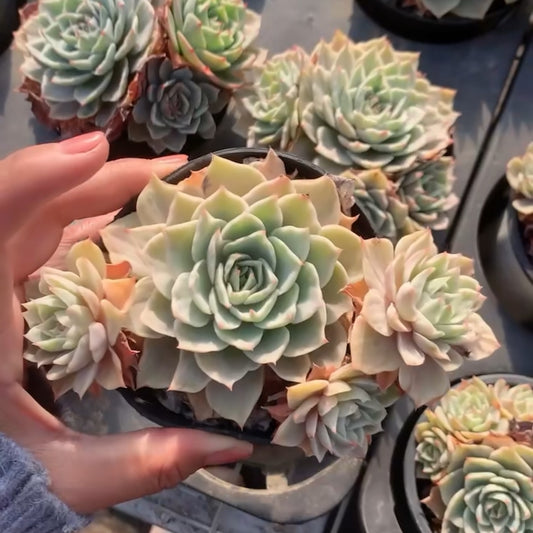 23644 Echeveria Silver Queen Variegated (11cm pot size)