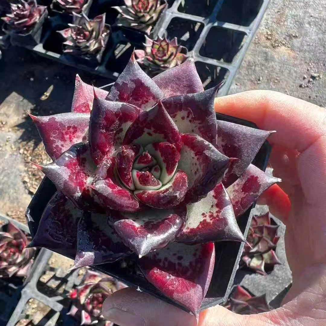 24464 Echeveria Dark Lord (7cm pot size)