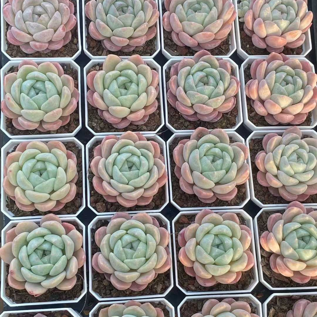 25751 Echeveria Thick Monroe (6.5cm pot size)