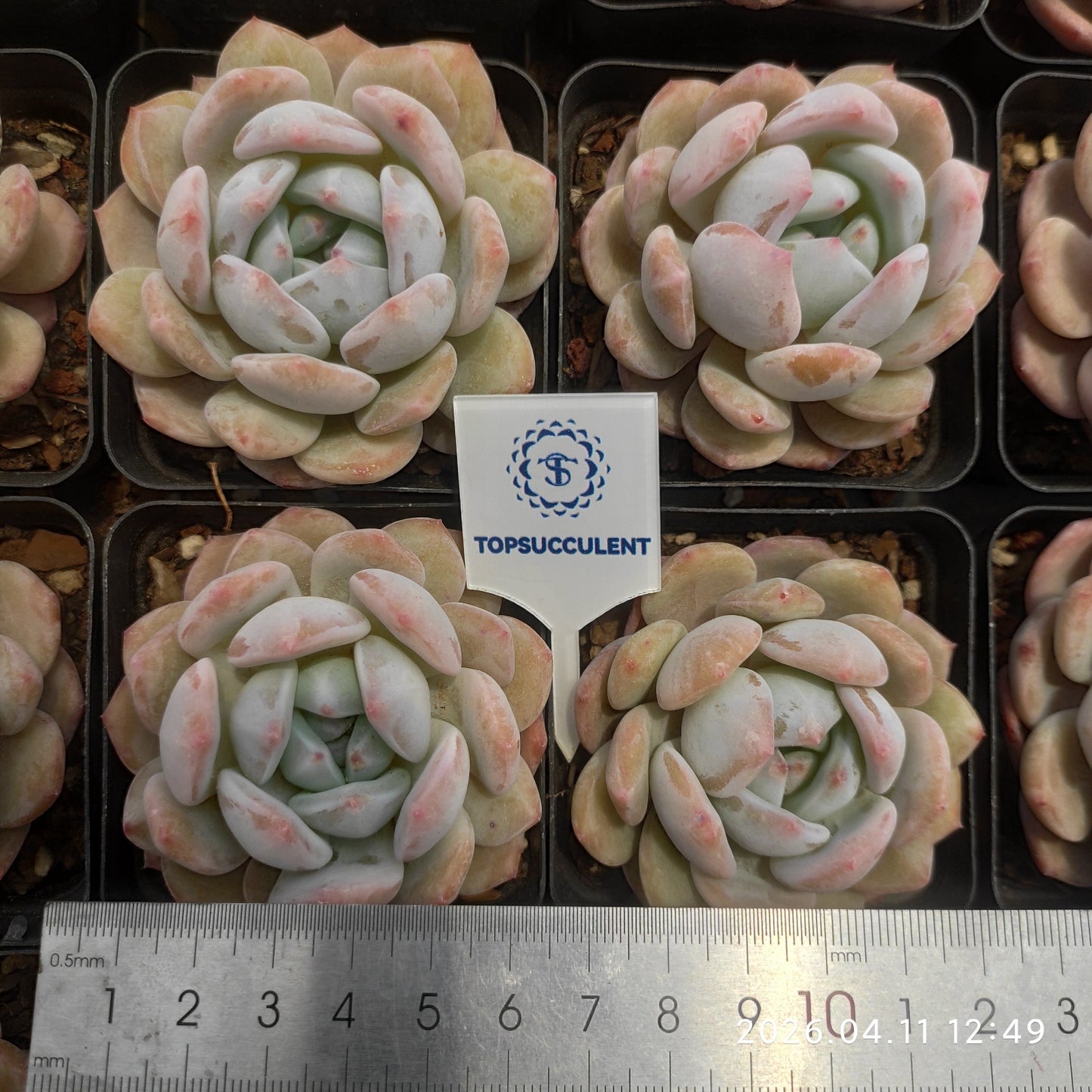 25649 Echeveria Orange Monroe (7cm pot size)