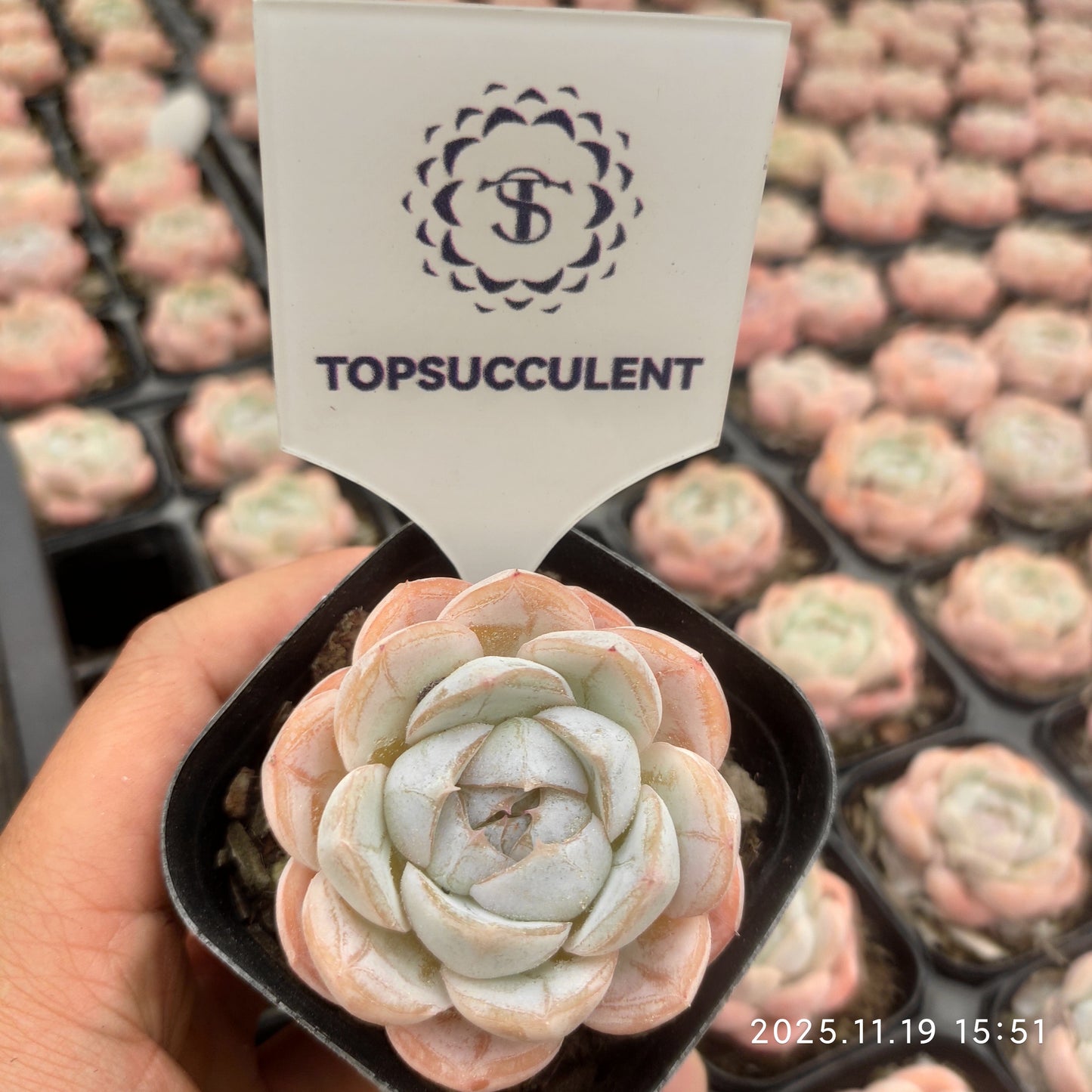 20698 Echeveria Macchiato (6.3cm pot size)