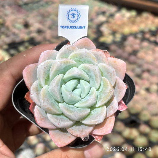 25645 Echeveria Ice Green (6.5cm pot size)
