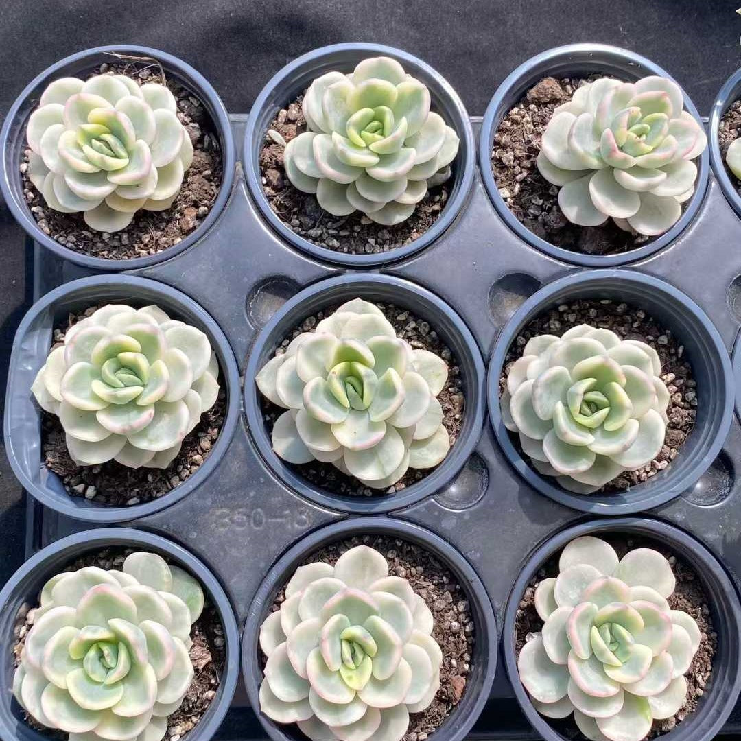 21945 Echeveria Friendship Variegated (9cm pot size)