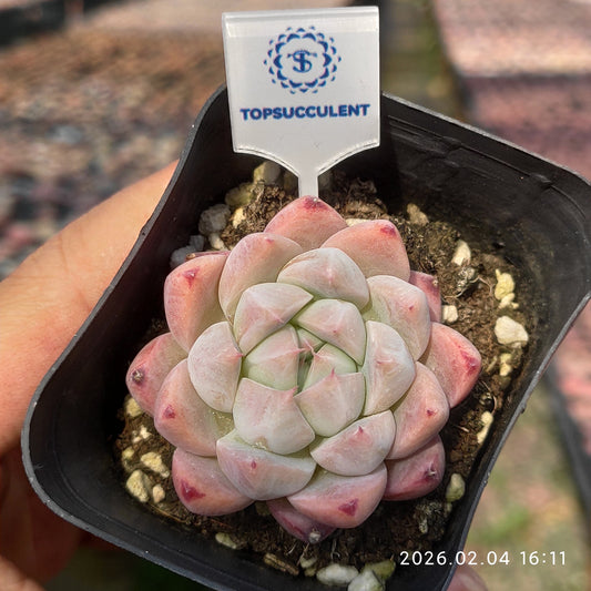 0343 Echeveria Alba Beauty (6.5cm pot size)