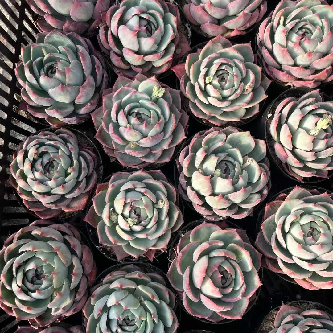 24080 Echeveria Casio (9cm pot size)