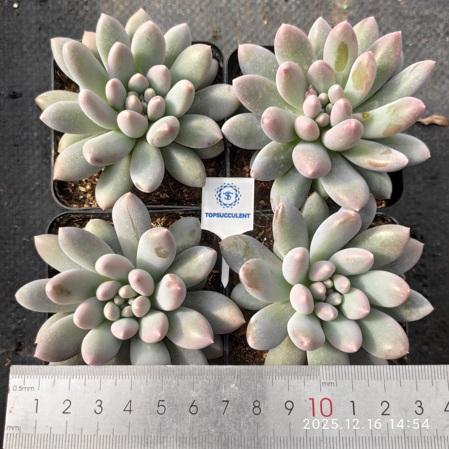 20171 Echeveria Sweet (7cm pot size)