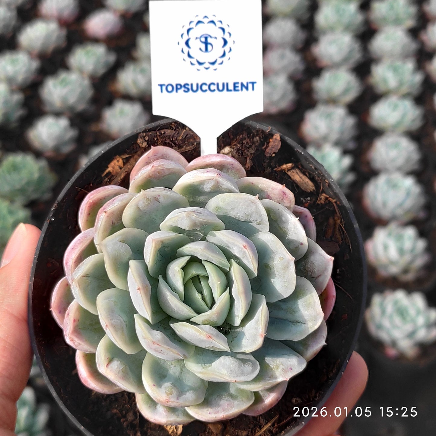 24314 Echeveria Ice Point (10cm pot size)