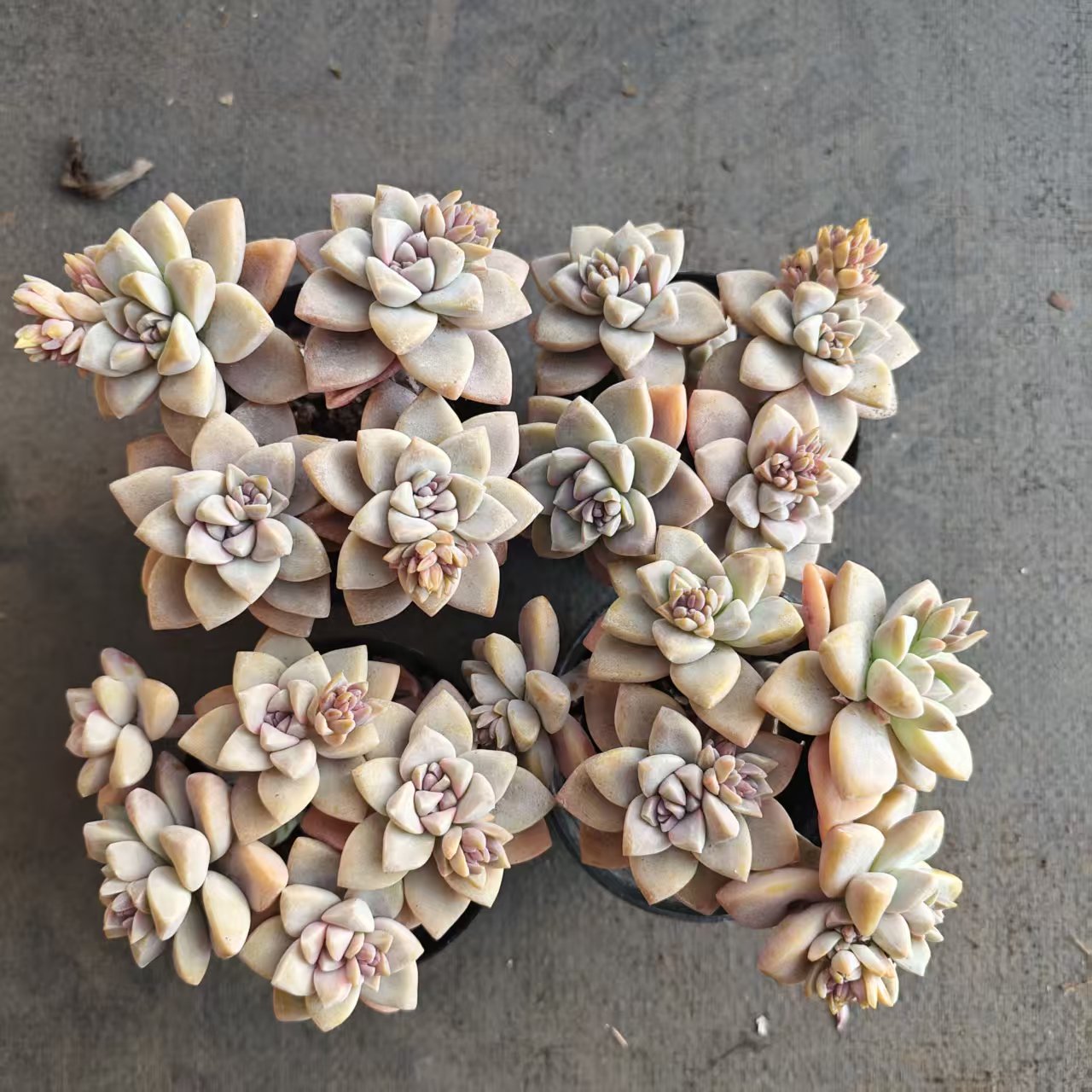 24755 Echeveria Awayuki (9cm pot size)