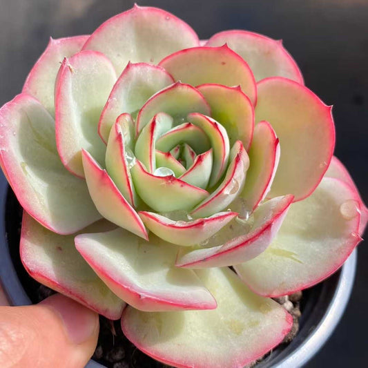 3278 Echeveria Modan Jeong (9cm pot size)