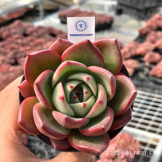 22462 Echeveria Red Bull (9cm pot size)