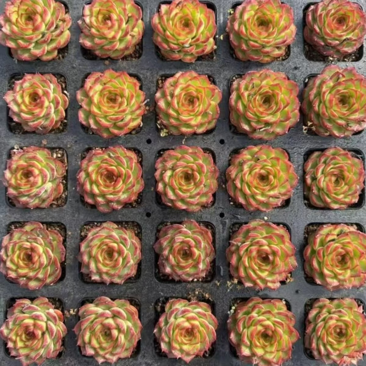 QNY201 Echeveria Overlord Flower(7cm pot size)