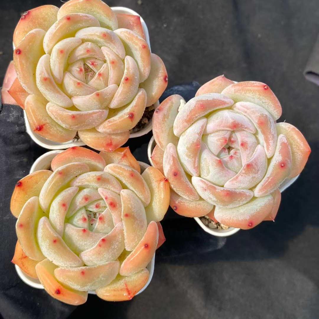 21894 Echeveria Nectarine (5.5cm pot size)