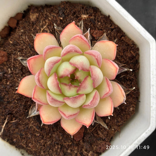 YBB239 Echeveria Dream Talk Rose(7cm pot size)
