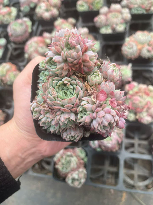 264564 Echeveria Red Rosette Gem (7cm pot size)