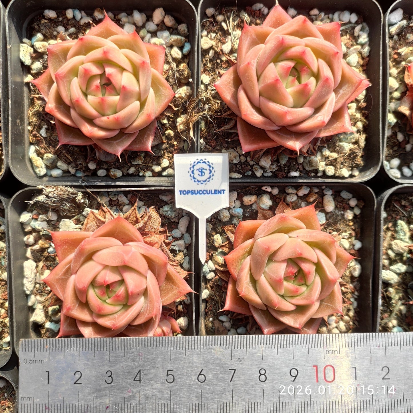 24900 Echeveria Perline (7cm pot size)