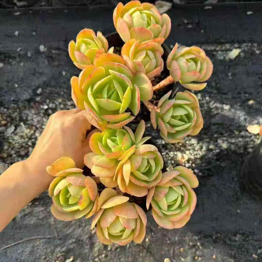 23632 Echeveria Peach Pride (14cm pot size)