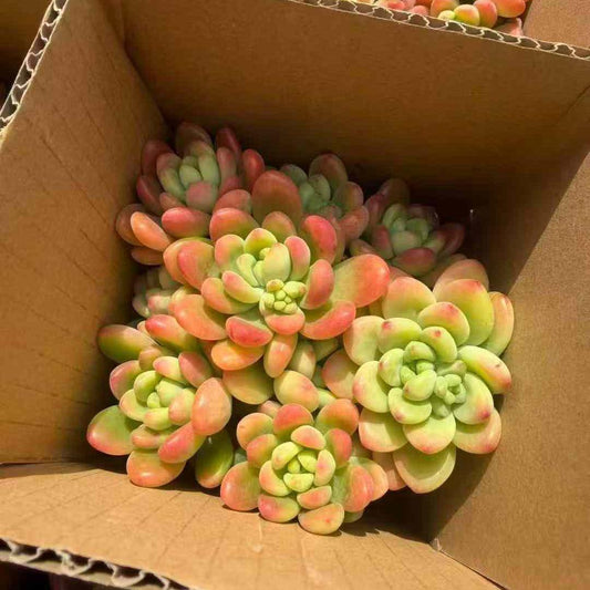 23393 Echeveria Shangri-La (12cm pot size)
