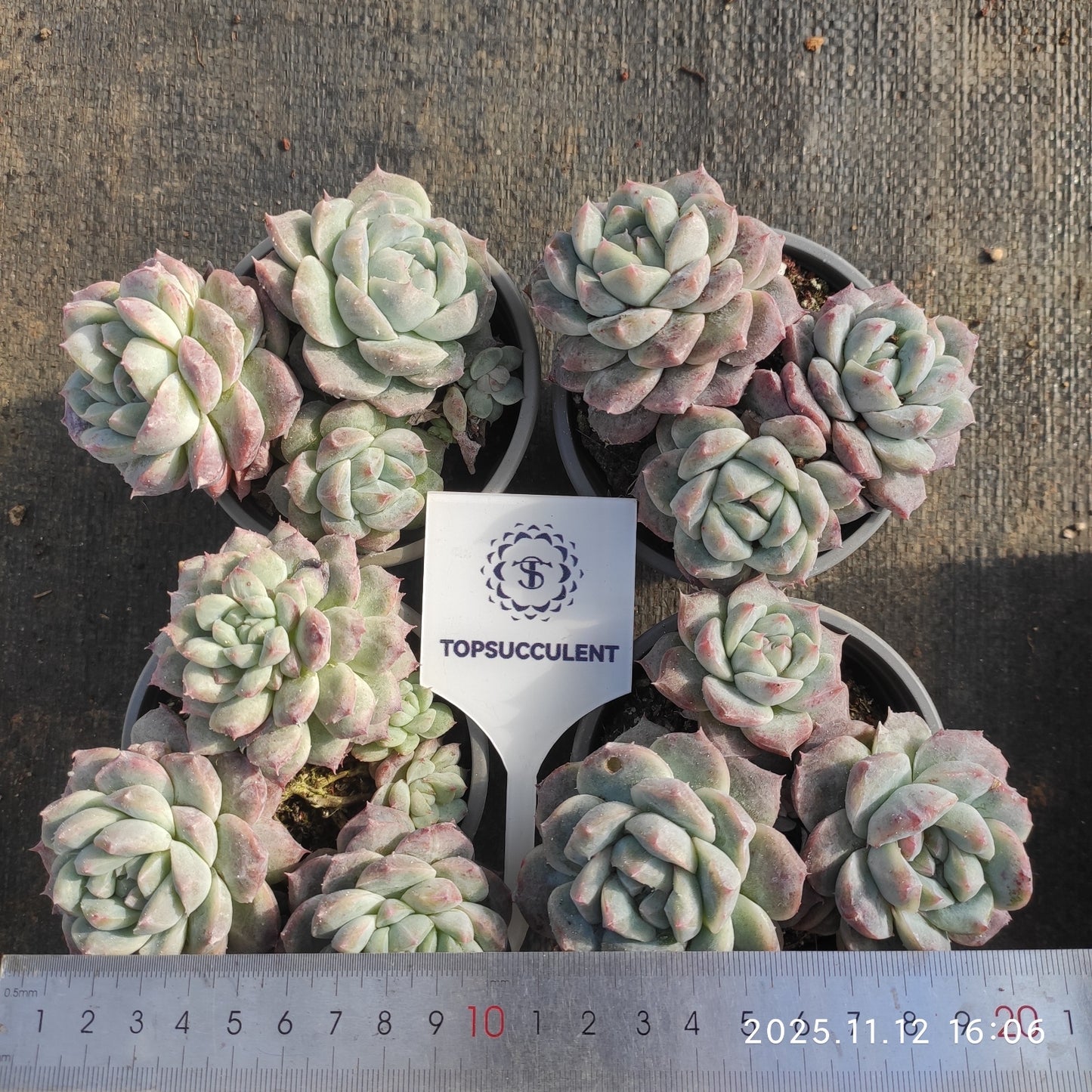 22537 Echeveria Ice Mound (9cm pot size)
