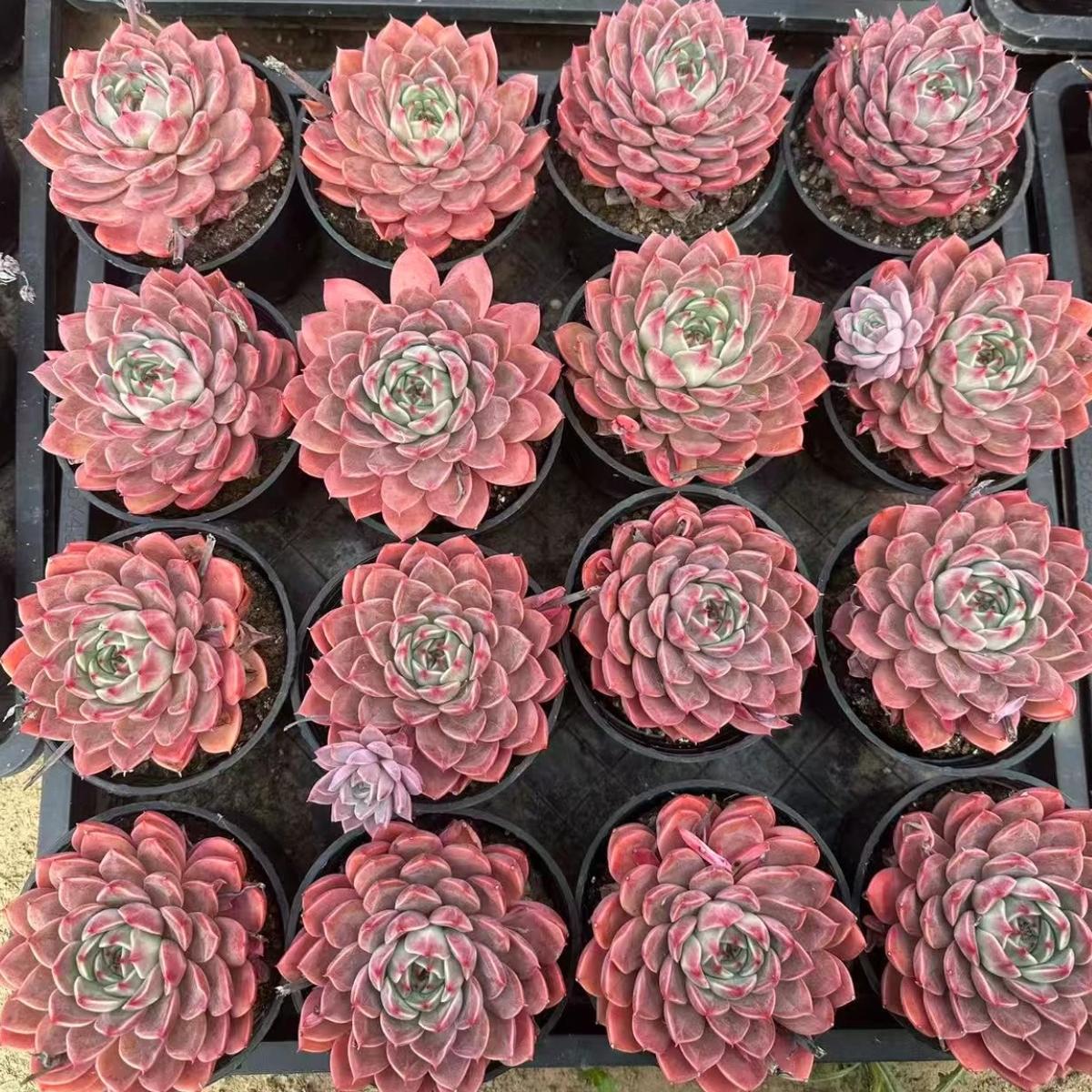 22642 Echeveria Soap Bubbles (10cm pot size)