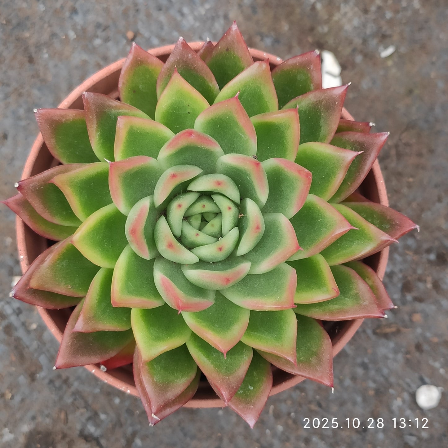 18394 Echeveria Red Agavoides x Romeo (9cm pot size)