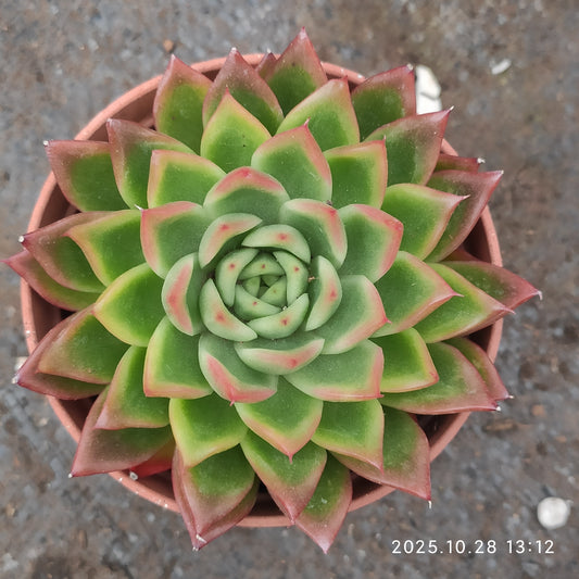 18394 Echeveria Red Agavoides x Romeo (9cm pot size)