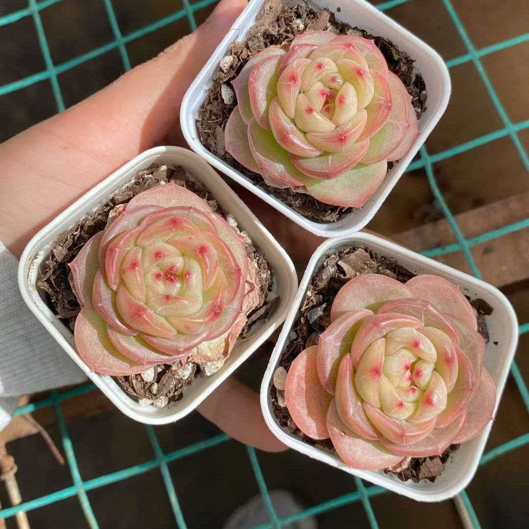 24834 Echeveria Sienna (5.5cm pot size)