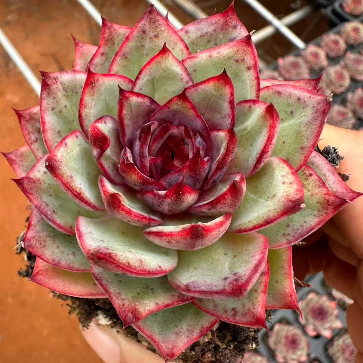 21268 Echeveria Black Shadow (6cm pot size)