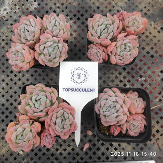 21659 Echeveria Berry (7cm pot size)