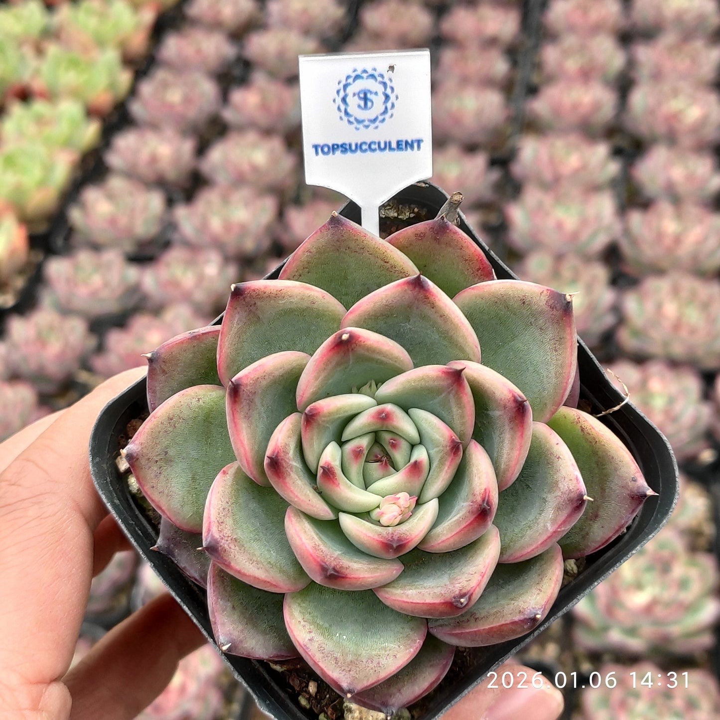 22276 Echeveria Fire Pillar (7cm pot size)
