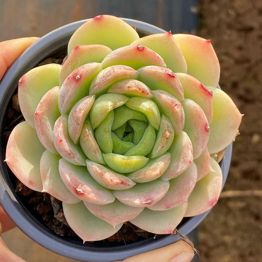 36111 Echeveria Baby Green (9cm pot size)
