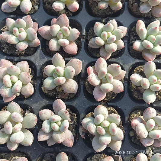 21687 Echeveria Snow Monster (3cm pot size)