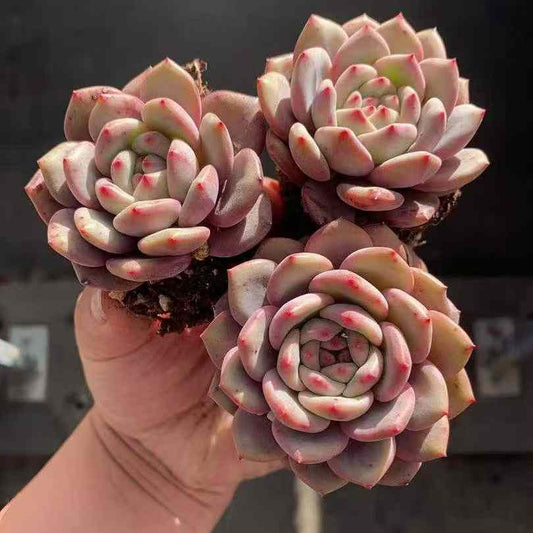 20787 Echeveria Ariel (3cm pot size)