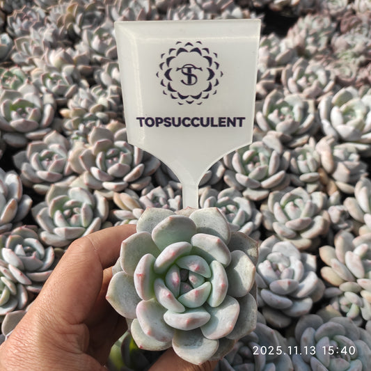 17139 Echeveria Chalk (5.5cm pot size)