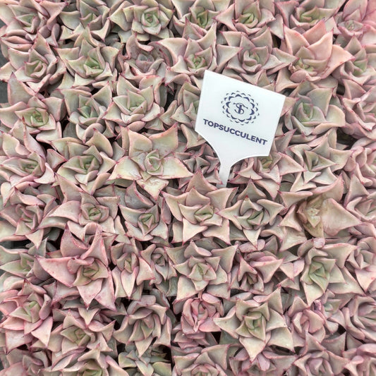 23965 Echeveria Madiba (3cm pot size)