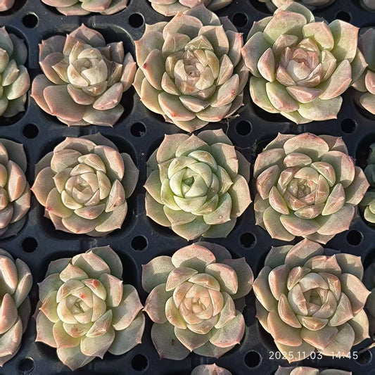 21942 Echeveria Dreams & Bubbles (3cm pot size)