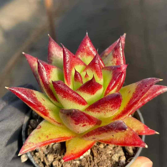 360434 Echeveria Lip Stick (5.5cm pot size)