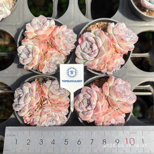 362442 Echeveria Candy Heart (5cm pot size)