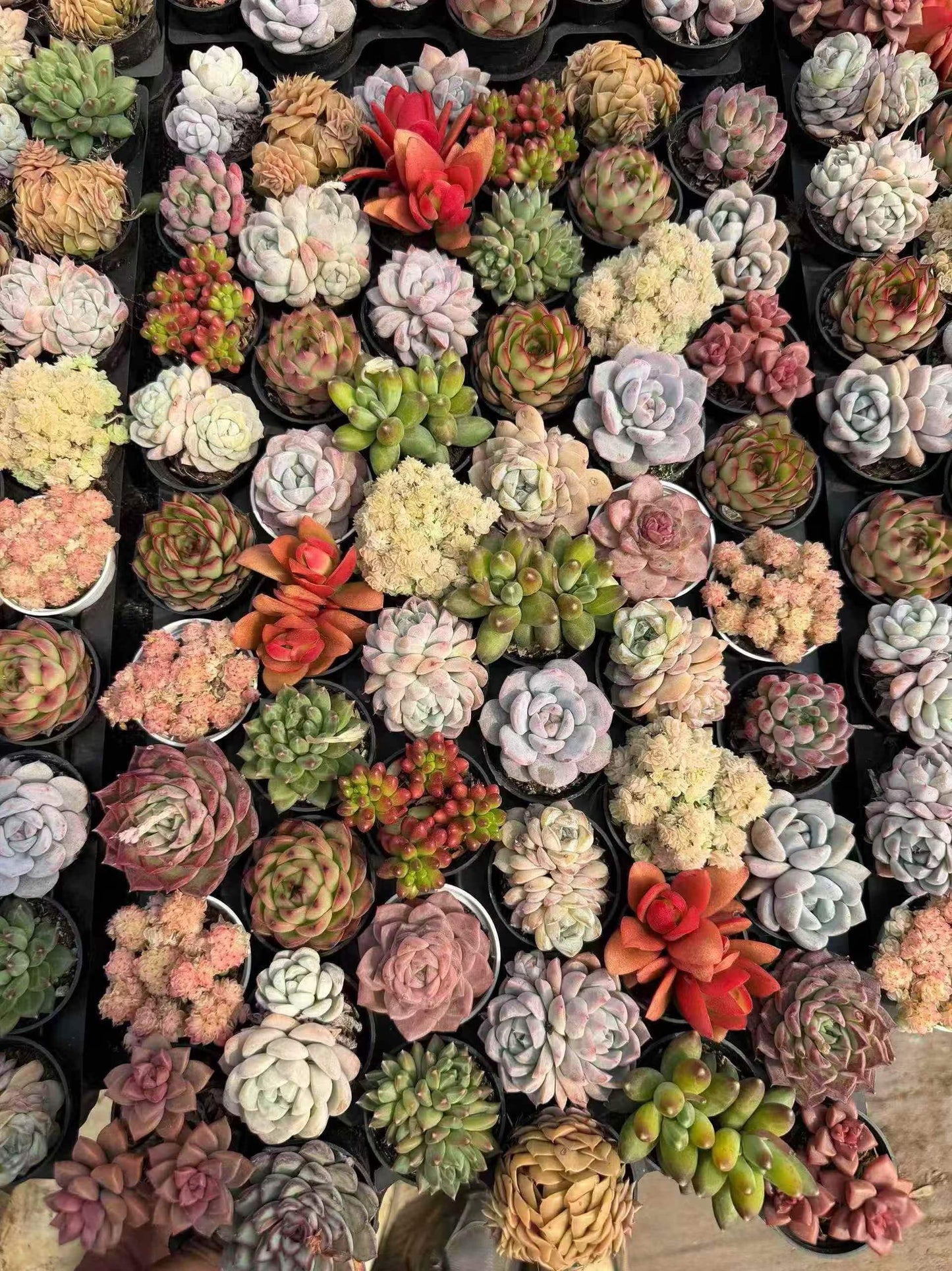 264783 Echeveria Ellie Queen x Purola (5.5cm pot size)