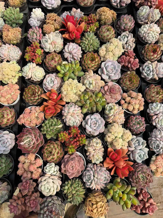 264783 Echeveria Ellie Queen x Purola (5.5cm pot size)