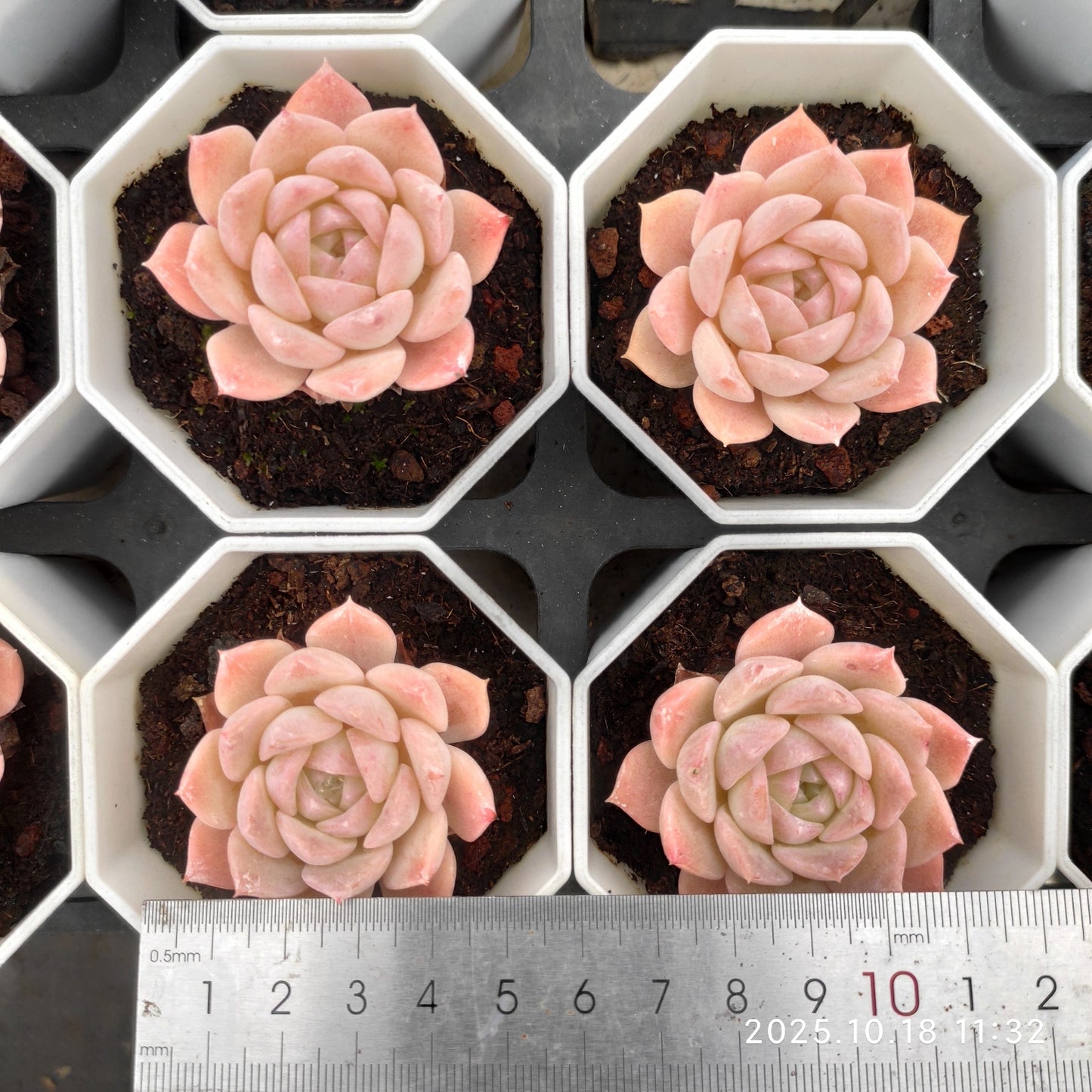 17742 Echeveria Pure Love (7cm pot size)