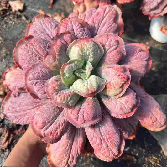 23567 Echeveria Carnival (18cm pot size)