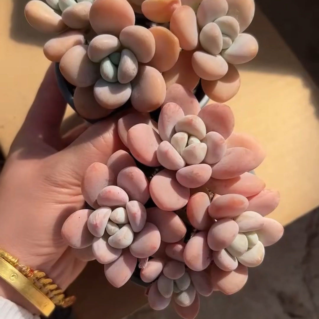 23918 Echeveria Legend (9cm pot size)