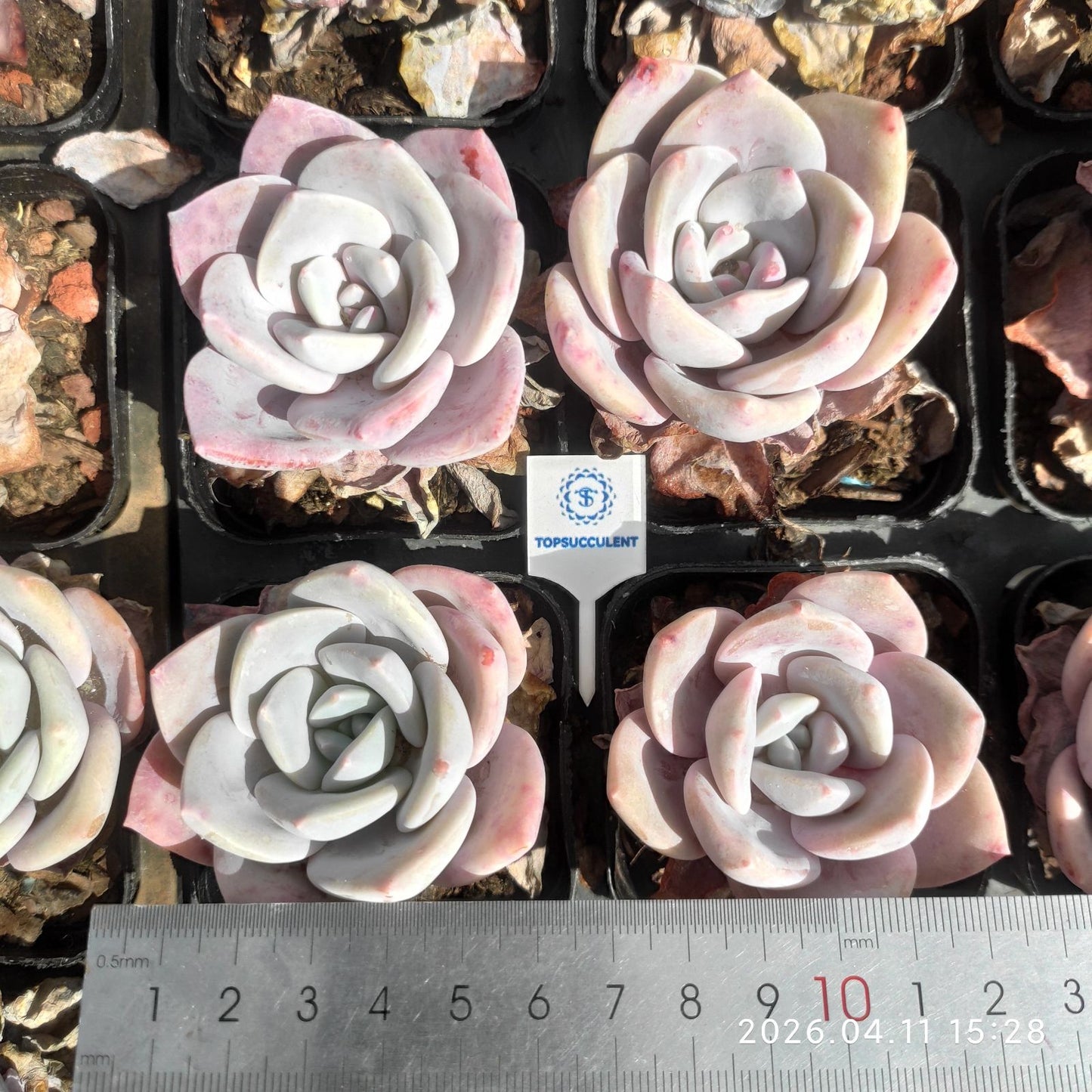 361490 Echeveria Splendor Snow (6.5cm pot size)